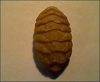 lepidopleurus cajetanus